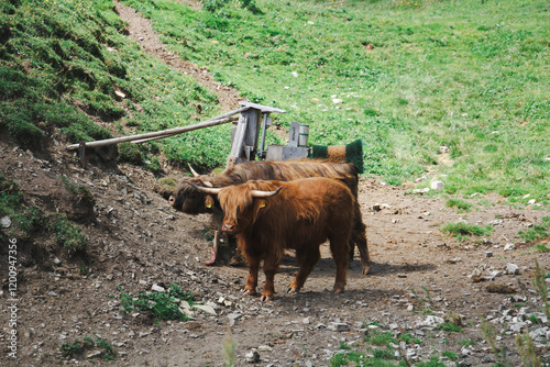 Cows raised on the mountain. 