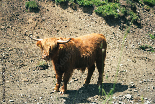Cows raised on the mountain. 
