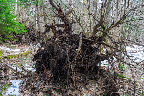 roots of the dead tree photo