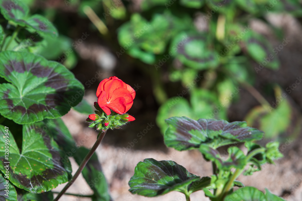 A geranium with red petals that I found in the flower bed. Warm sunlight - geranium, pelargonium A geranium with red petals that I found in the flower bed. Warm sunlight - geranium, pelargonium