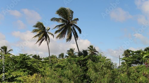 Wallpaper Mural Palm Trees blowing in the wind  Torontodigital.ca