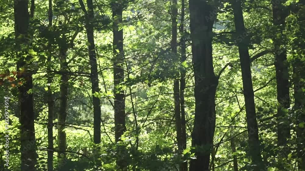 A bright green and lush forest with tree branches and leaves moving in the wind.