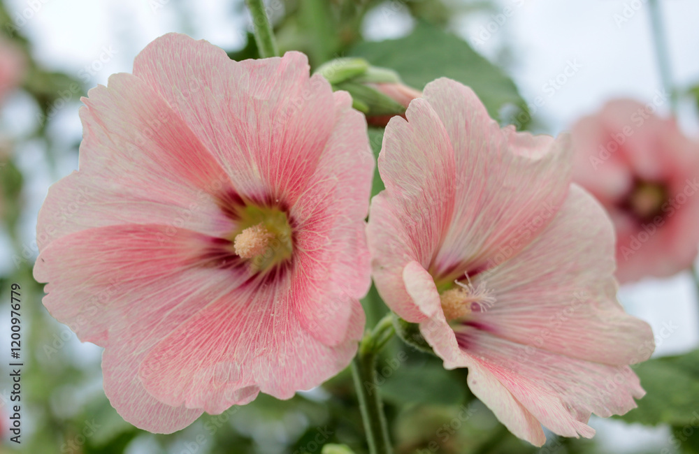 Fototapeta premium Beautiful pink mallow flowers. Close-up. Copyspase
