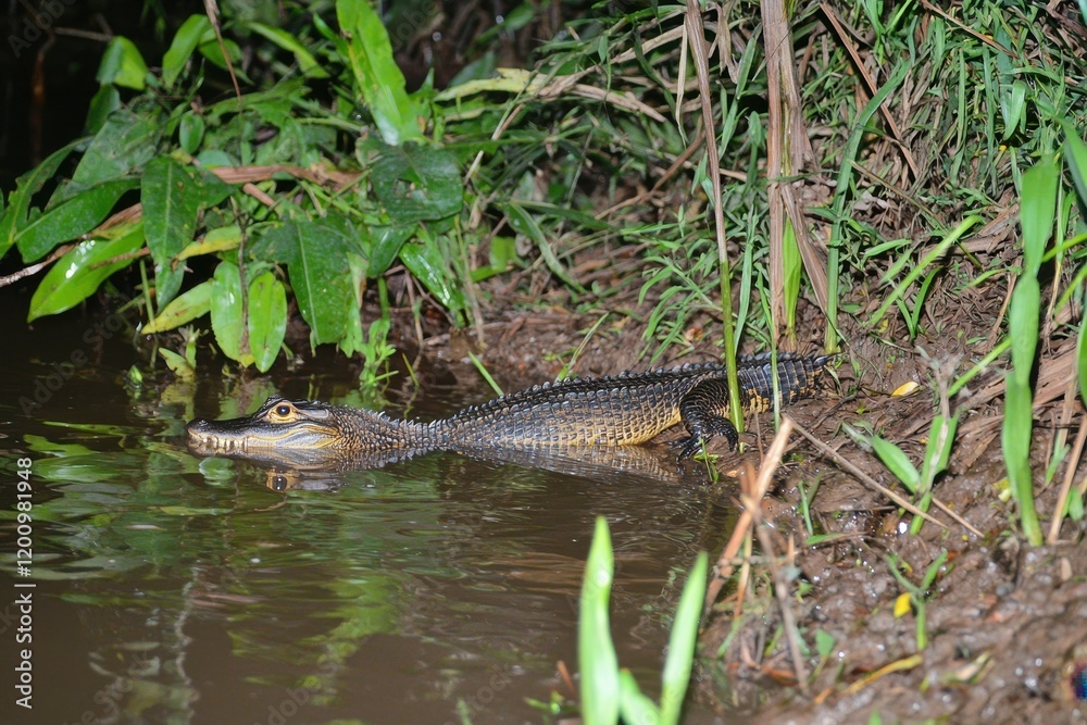 A spectacular image of a black caiman lurking in the dark waters of the Amazon River A spectacular image of a black caiman lurking in the dark waters of the Amazon River