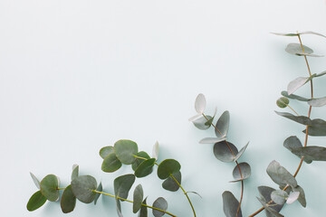 Green branches of eucalyptus on a blue background top view. Minimalistic floral template for your design.