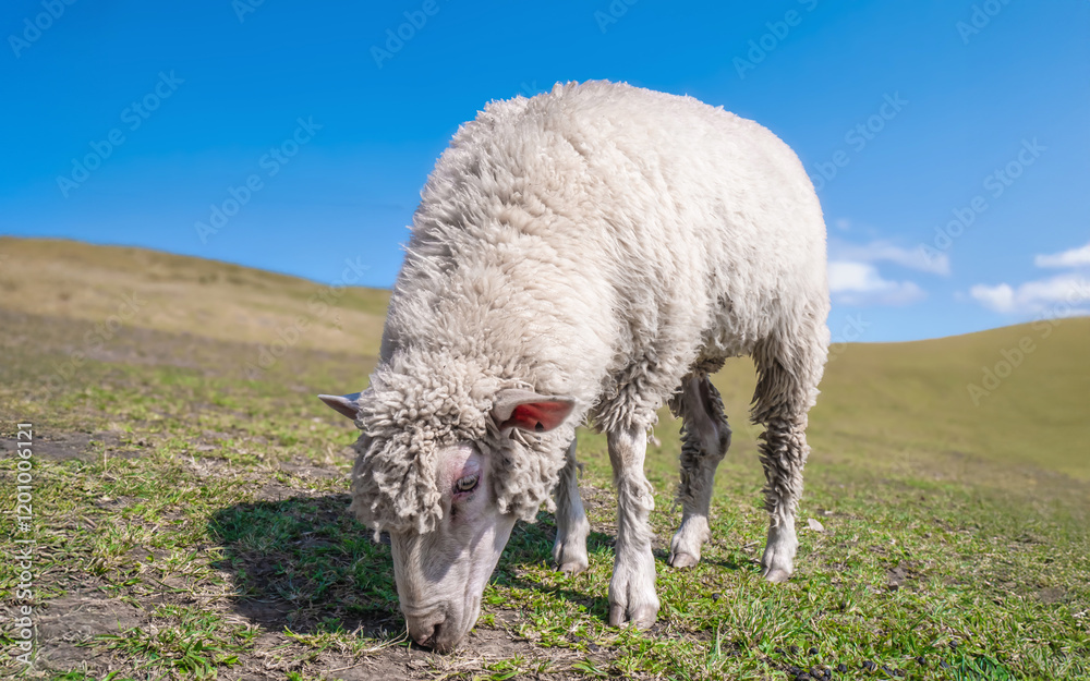 Fototapeta premium Herd of sheep eating grass on beautiful mountain meadow. A cute sheep on the mountain farm forage freely in green grass fields with blue sky background.