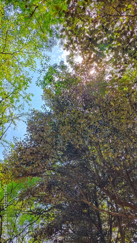 Fototapeta premium trees against a backdrop of blue sky and white clouds in the daytime
