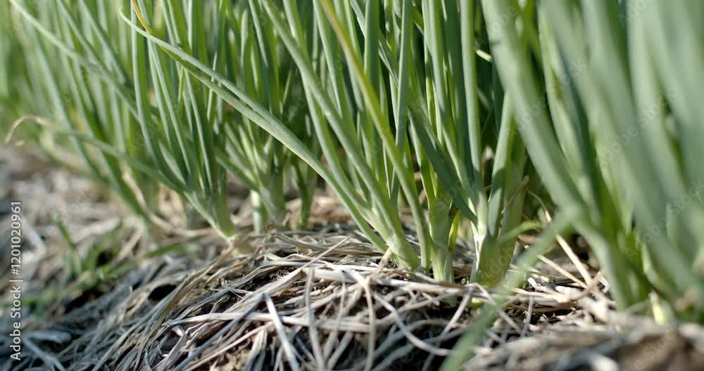 Stem of onion.The onions are fully grown and ready to be exported and sold.Perfect spring onion shoots with pointed green leaves.Growing onions in Thailand.