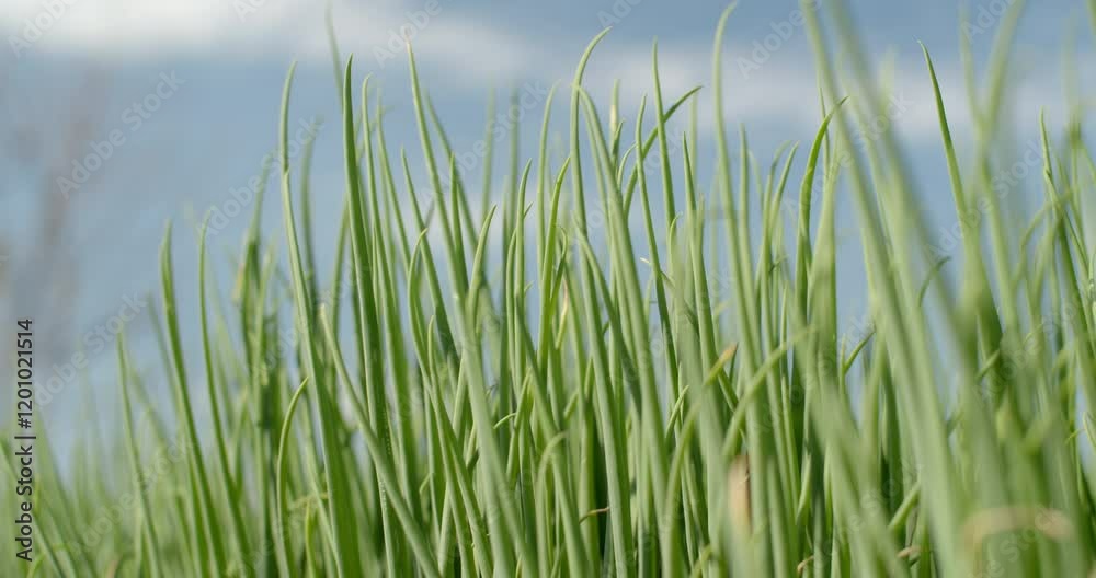 Spring onion leaves.Perfect spring onion shoots with pointed green leaves.The onions are fully grown and ready to be exported and sold. Spring onion leaves.Perfect spring onion shoots with pointed green leaves.The onions are fully grown and ready to be exported and sold.