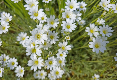 Felt hornwort, Cerastium tomentosum, in spring photo