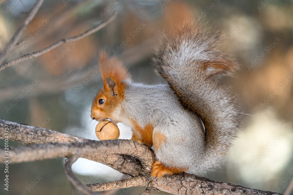 Fototapeta premium Red eurasian squirrel in winter park 