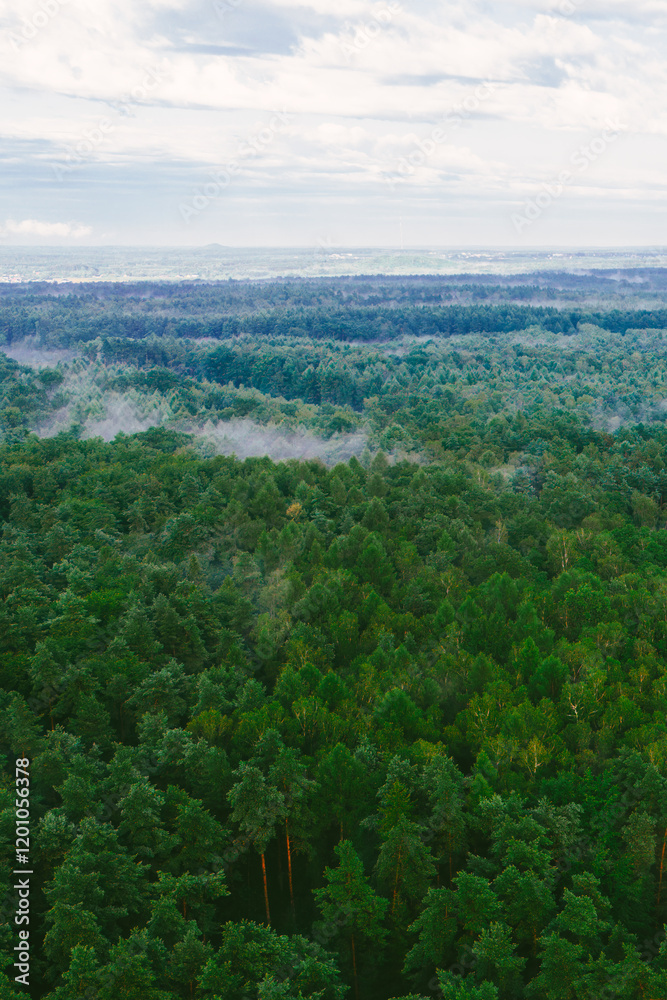 Fototapeta premium Sun rising over foggy forested countryside