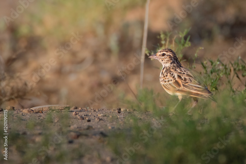 India bush lark  photo