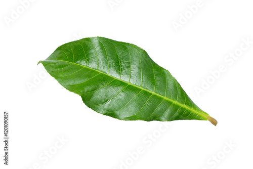 Cocoa leaf isolated on white background. Top view. Flat lay.	