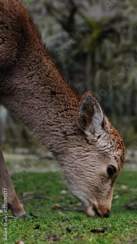 Wild deer in Nara Park in Japan.	