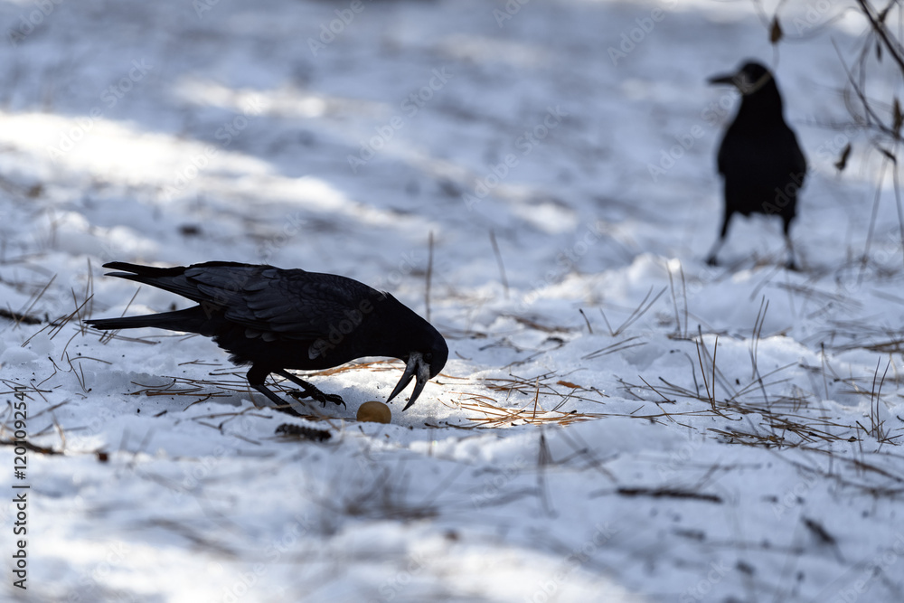 Obraz premium Crow in a winter park. Birdwatching in the city.