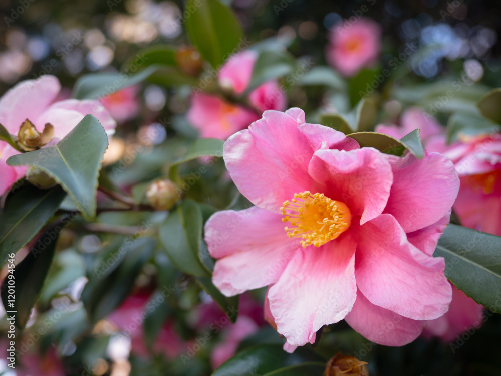 ピンクのサザンカの花 ピンクのサザンカの花