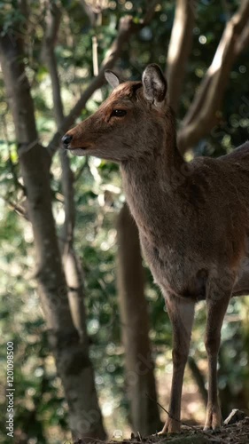 Wild deer in Nara Park in Japan.	