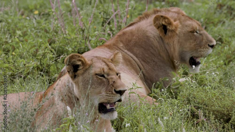 Powerful Lion Roaring in African Savannah - Stunning 4K Wildlife Footage Powerful Lion Roaring in African Savannah - Stunning 4K Wildlife Footage