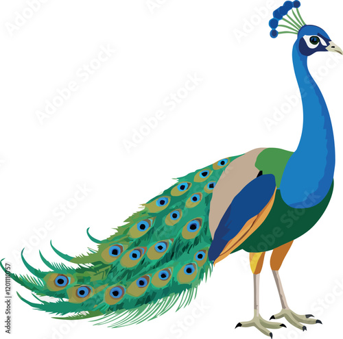Colorful peacock showing its beautiful feathers, a symbol of beauty and elegance
