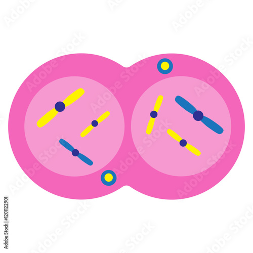 Telophase photo