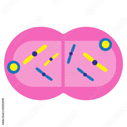 Telophase