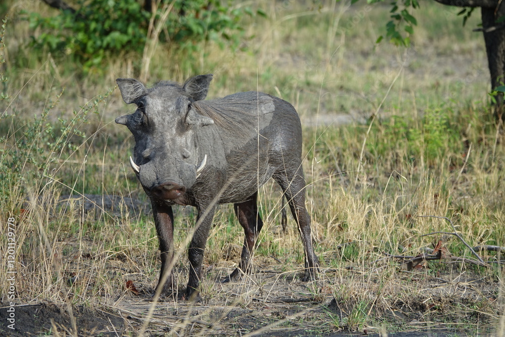 Obraz premium Warthog in the Okavango Delta, Khwai Region