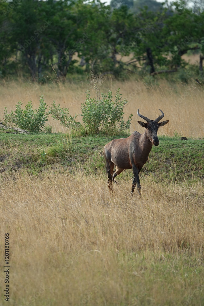 Hartebeest in the Okavango Delta, Khwai Region Hartebeest in the Okavango Delta, Khwai Region
