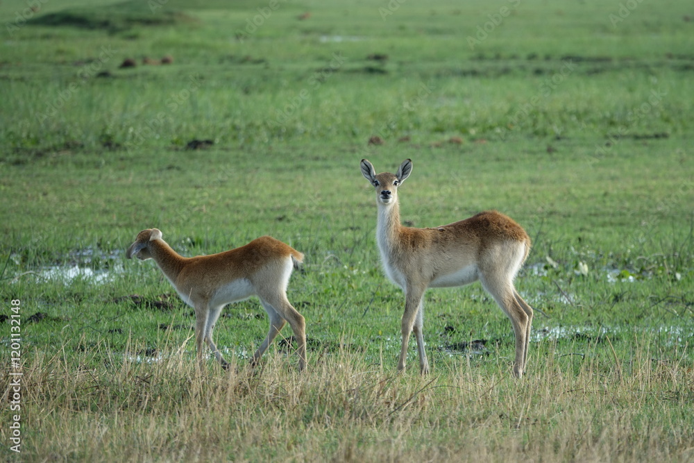 Puku Antelope in the Okavango Delta, Khwai Region Puku Antelope in the Okavango Delta, Khwai Region
