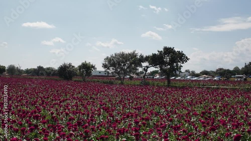 Wallpaper Mural Exploring the beauty of velvet flowers in Mexican fields during Día de Muertos celebrations Torontodigital.ca