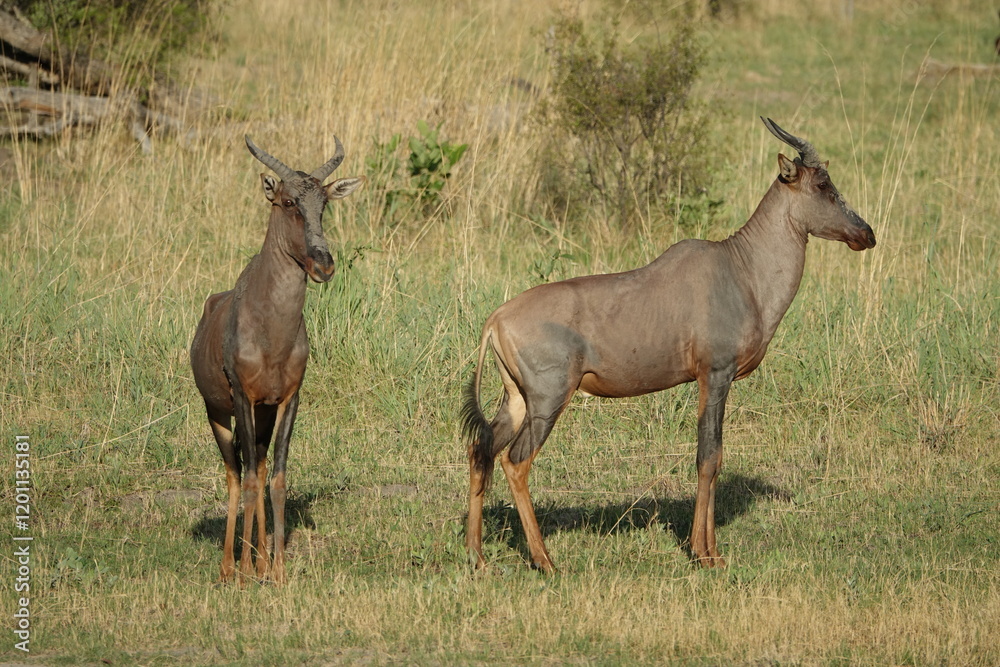 Hartebeest in the Okavango Delta, Khwai Region Hartebeest in the Okavango Delta, Khwai Region