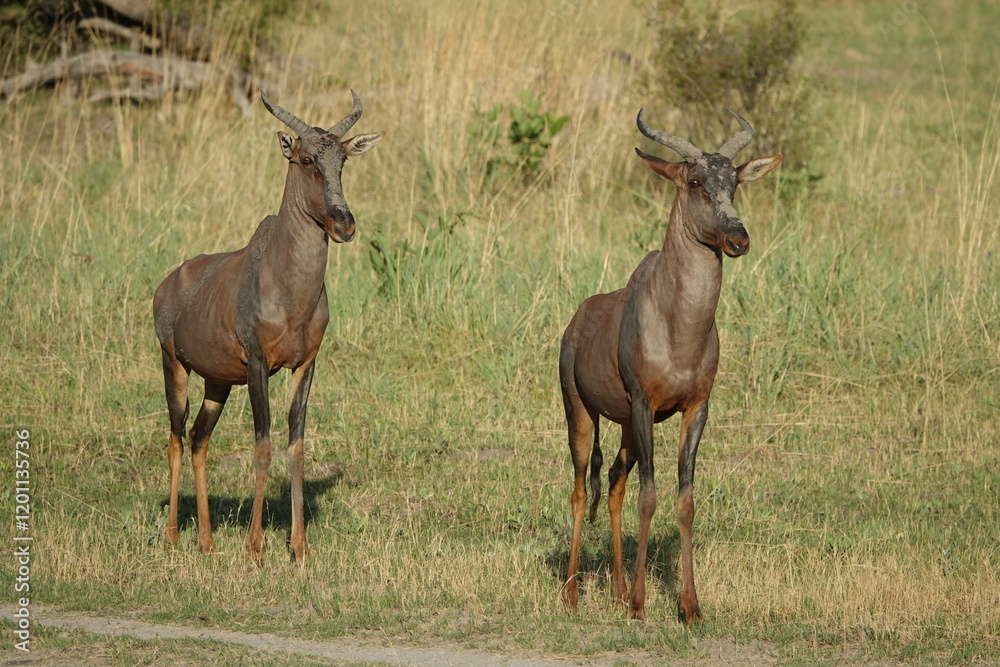 Hartebeest in the Okavango Delta, Khwai Region Hartebeest in the Okavango Delta, Khwai Region