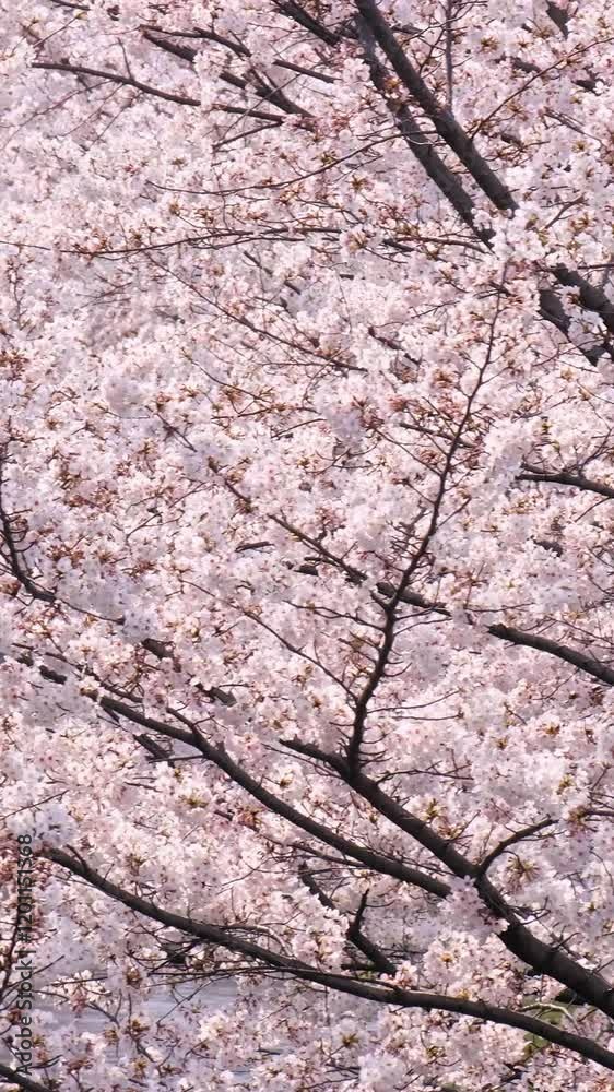 Branches of almond sakura blossoms on a sunny day. Branches of almond sakura blossoms on a sunny day.