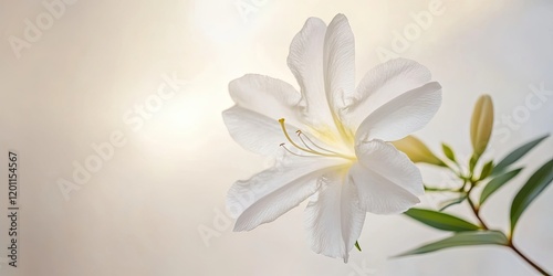 White azalea bloom positioned slightly right of center with soft green leaves on a blurred white backdrop featuring warm light tones.