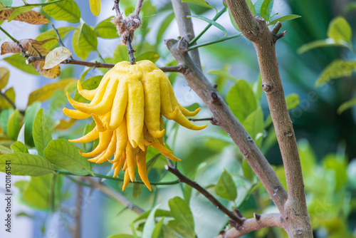 A fruit named 'buddha's hand' because it resembles the fingers of Buddha. fingered citron, Citrus medica var. sarcodactylus 