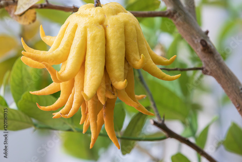 A fruit named 'buddha's hand' because it resembles the fingers of Buddha. fingered citron, Citrus medica var. sarcodactylus 