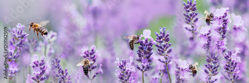 Honey bee pollinating lavender flowers. Plant decay with insects. Blurred summer background of lavender flowers with bees. Beautiful wallpaper. soft focus. Lavender Field