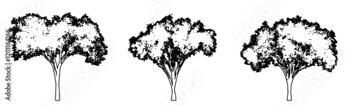 Set or collection of American Elm trees as a black line drawing silhouette on white background. Concept or conceptual vector for nature, planet, ecology conservation, strength, endurance and  beauty