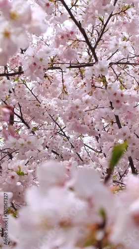 Branches of almond sakura blossoms on a sunny day.