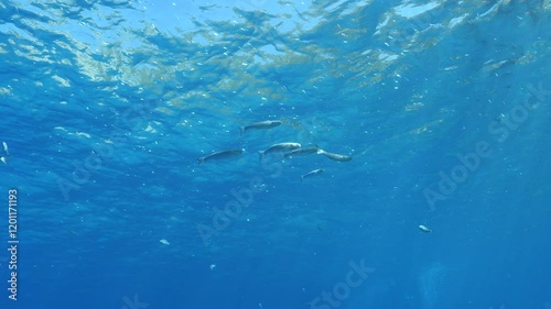 Wallpaper Mural grey mullet scenery underwater mediterranean sea Torontodigital.ca