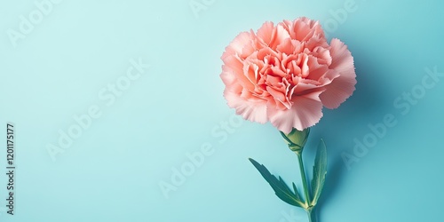Fototapeta Naklejka Na Ścianę i Meble -  Pink carnation flower with textured petals resting on a light blue background captured from an overhead perspective showcasing natural beauty