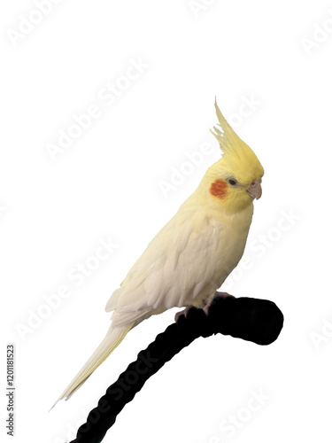 cockatiel yellow parrot png