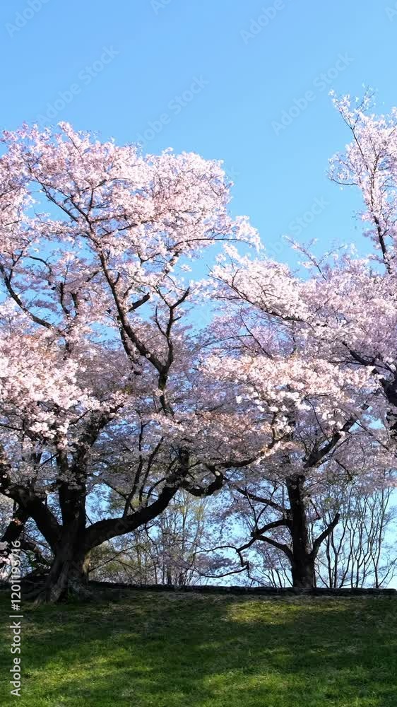 Beautiful row of cherry blossom trees in the countryside of Kyoto. Beautiful row of cherry blossom trees in the countryside of Kyoto.