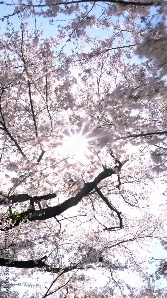 Branches of almond sakura blossoms on a sunny day. Branches of almond sakura blossoms on a sunny day.