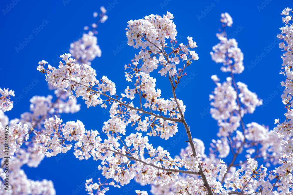 White blossom flower pattern. Nature background. Plum-tree flowers. Flower pattern design. Blossom pattern. Flower pattern for advertising. White blossom flower pattern. Nature background. Plum-tree flowers. Flower pattern design. Blossom pattern. Flower pattern for advertising.