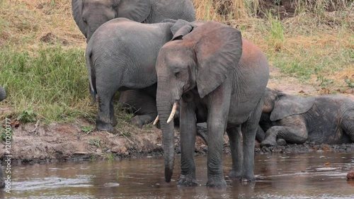 Africa elephant stands in the water, while his family plays with each other in the background, Afirca, creek, riverbed photo