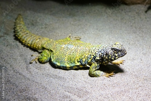 Close-up of an agamid lizard Uromastyx acanthinura, a North African mastigure, or North African spiny-tailed lizard lying on the sandy ground. photo