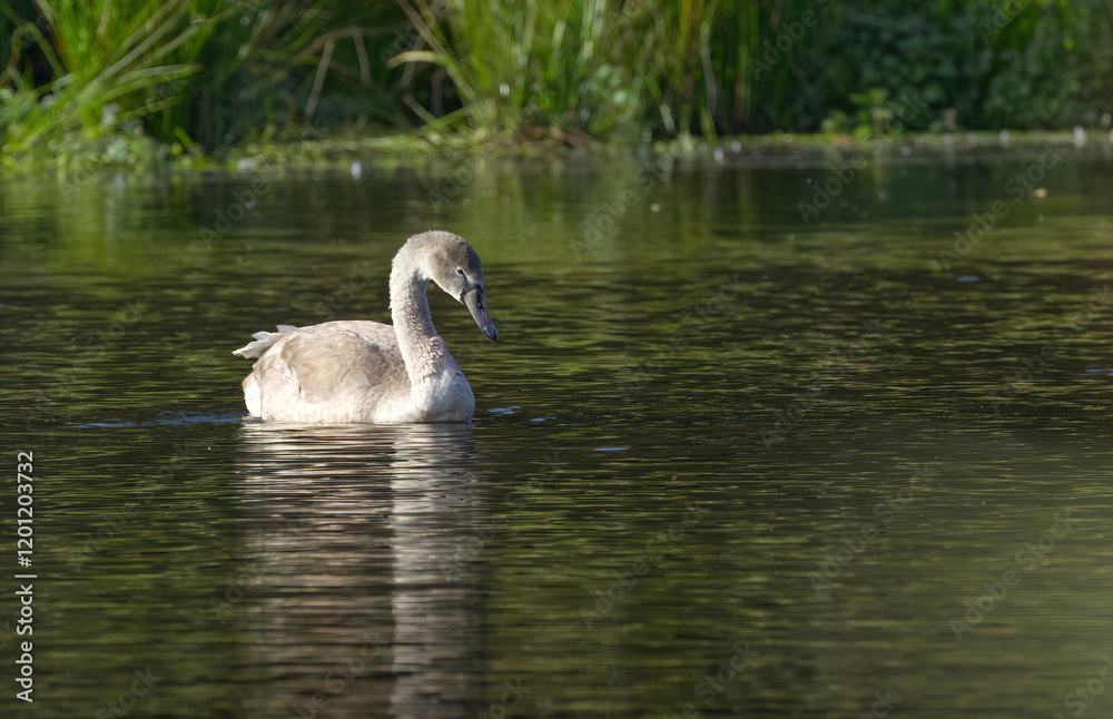 Fototapeta premium young swan in juvenile dress in the lake, elegant juvenile mute swan, swan looking from the side, water bird looking to the right