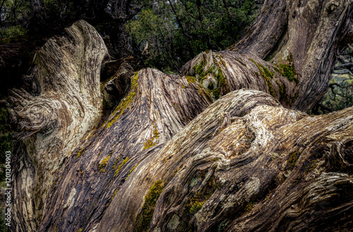 Arbre très vieux dans les Hautes alpes