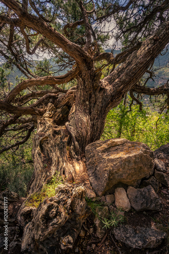 Arbre très vieux dans les Hautes alpes